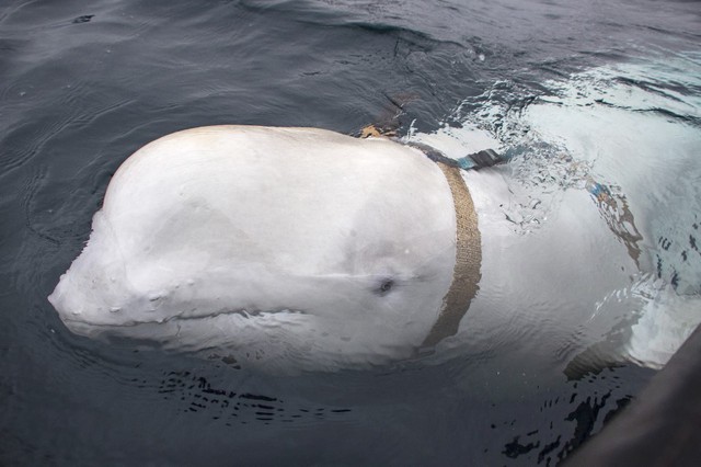 ‘Đặc vụ cá voi Nga’ xuất hiện ngoài khơi bờ biển Thụy Điển - Ảnh 1.