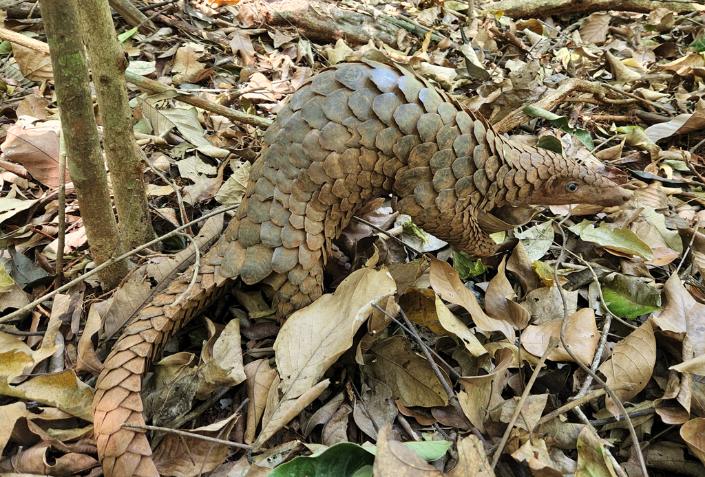 Cứu hộ động vật hoang dã: Đưa thú rừng về 'ngôi nhà đích thực'