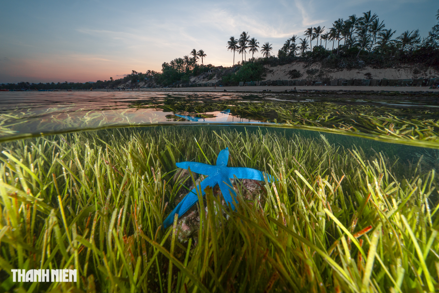 Nhiếp ảnh gia Việt Nam đoạt giải nhì cuộc thi ảnh đại dương quốc tế - Ảnh 7.