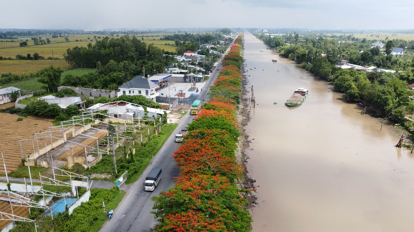 Đường hoa phượng được mệnh danh đẹp nhất miền Tây nở rộ thu hút nhiều người đến - Ảnh 1.