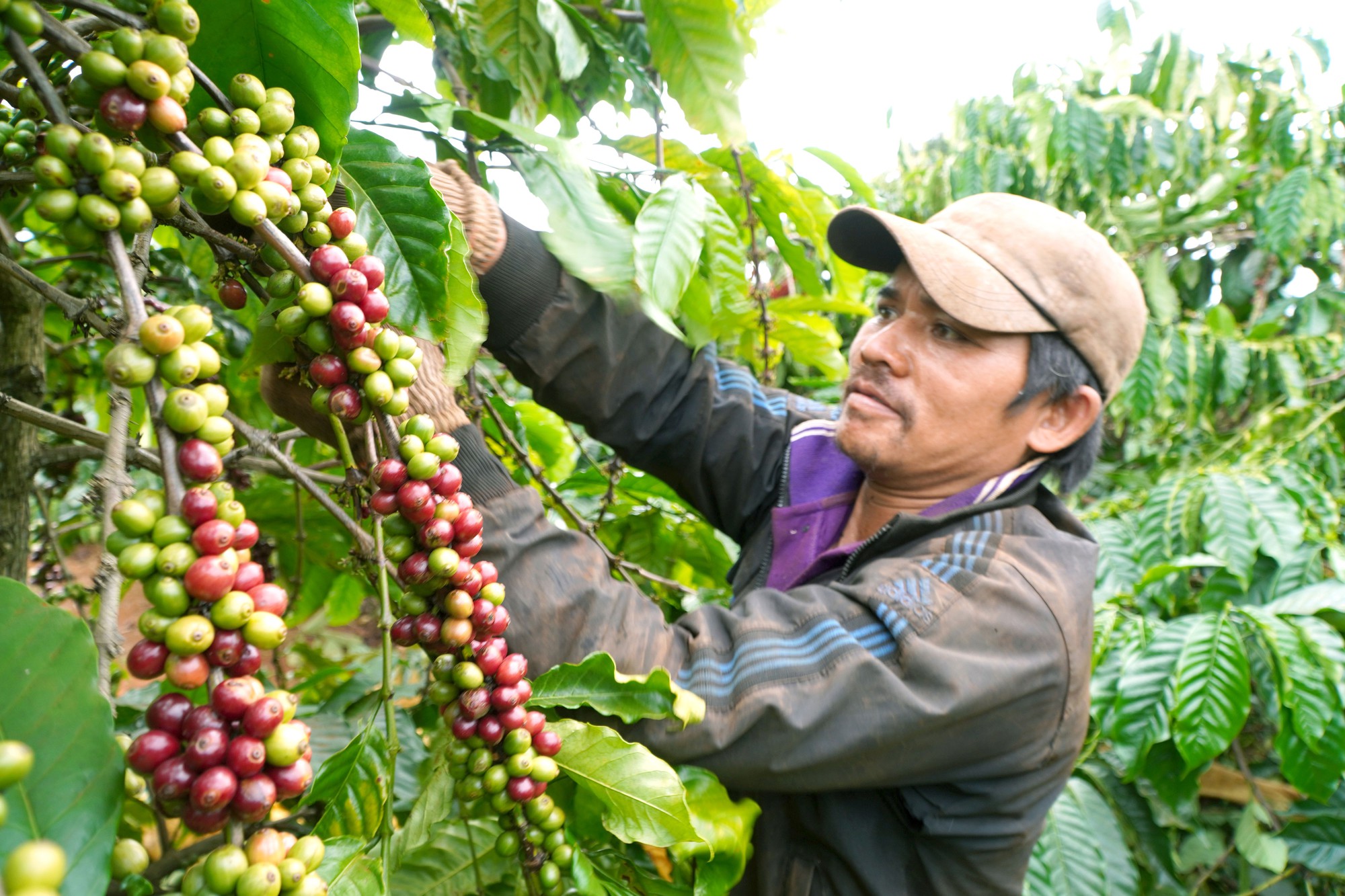 Gia Lai: Dobré signály ohledně komerčních aktivit - Foto 1. Gia Lai: Tín hiệu vui về hoạt động thương mại - Ảnh 1.