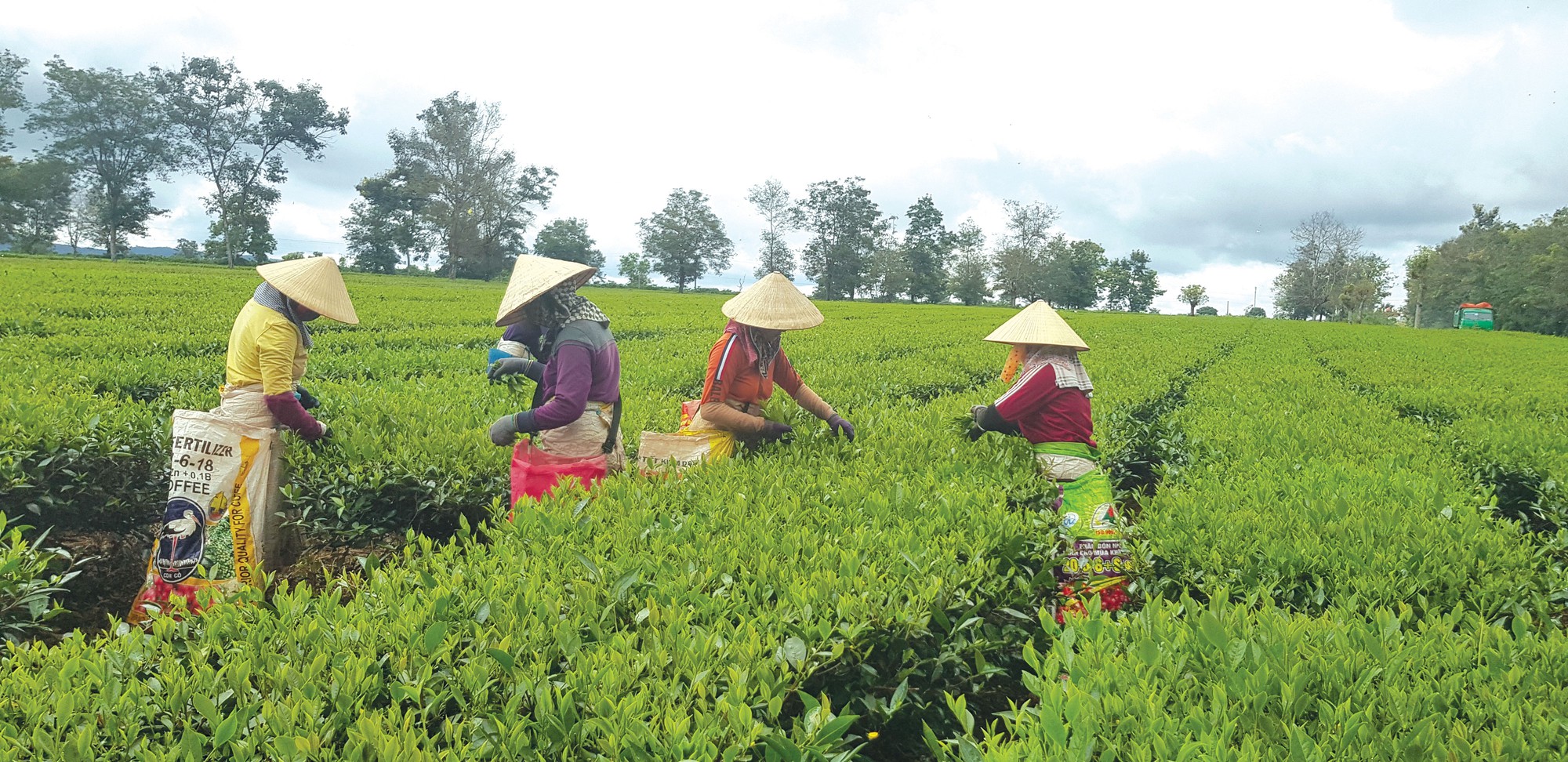 Gia Lai: Dobré signály ohledně komerčních aktivit - Foto 3. Gia Lai: Tín hiệu vui về hoạt động thương mại - Ảnh 3.