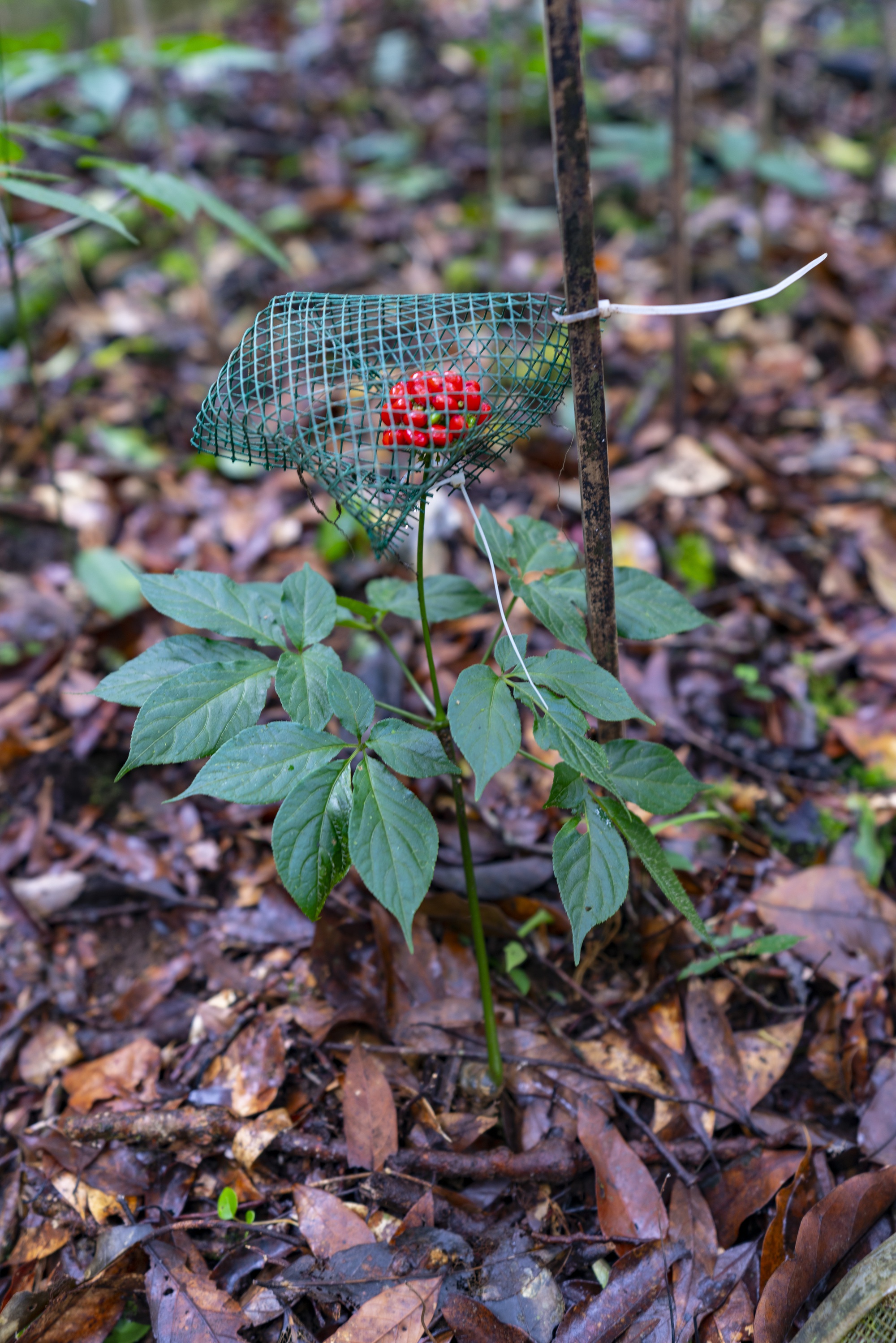 Místo pro péči o národní poklady - poklady velkého lesa - Foto 2. Nơi ươm mầm bảo vật quốc gia - báu vật đại ngàn - Ảnh 2.