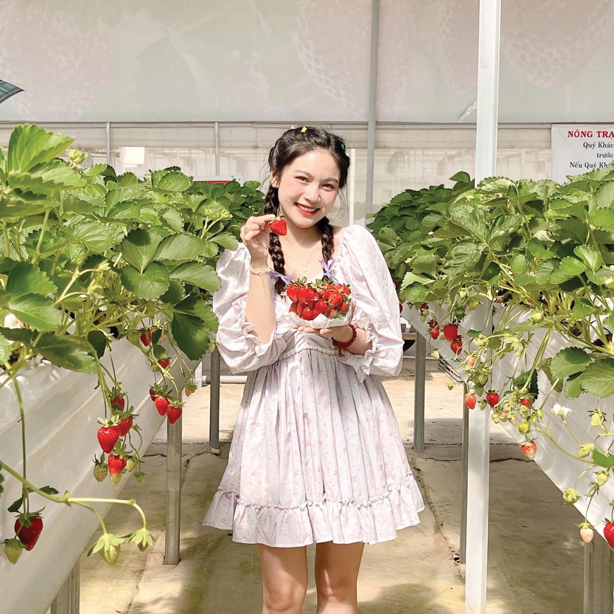 Erleben Sie Hightech-Erdbeer- und Kirschtomatenanbau auf der Puppy Farm. Trải nghiệm vườn dâu, cà chua baby công nghệ cao tại Puppy Farm