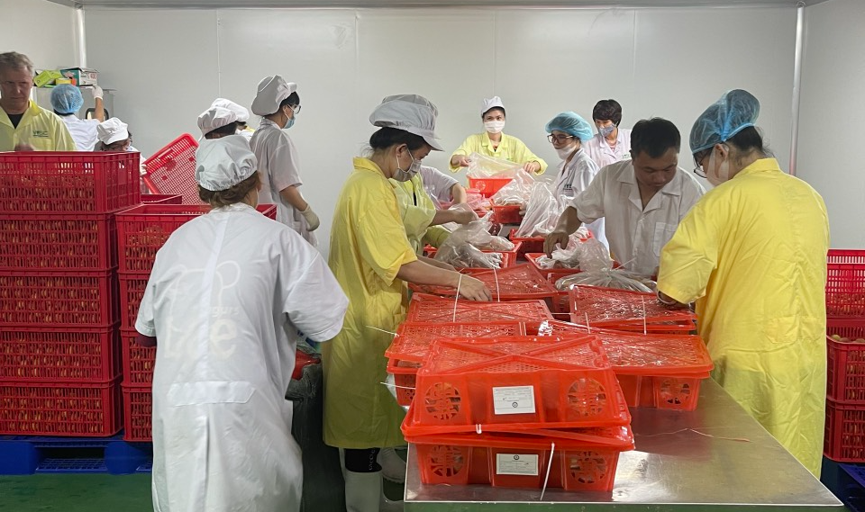 Vải thiều xuất khẩu sang Mỹ, đi tàu biển 25 ngày vẫn tươi ngon - Ảnh 4. Vải thiều xuất khẩu sang Mỹ, đi tàu biển 25 ngày vẫn tươi ngon - Ảnh 4.
