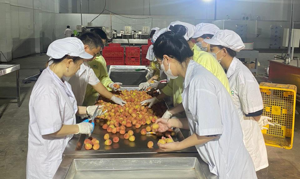 Vải thiều xuất khẩu sang Mỹ, đi tàu biển 25 ngày vẫn tươi ngon - Ảnh 2. Vải thiều xuất khẩu sang Mỹ, đi tàu biển 25 ngày vẫn tươi ngon - Ảnh 2.