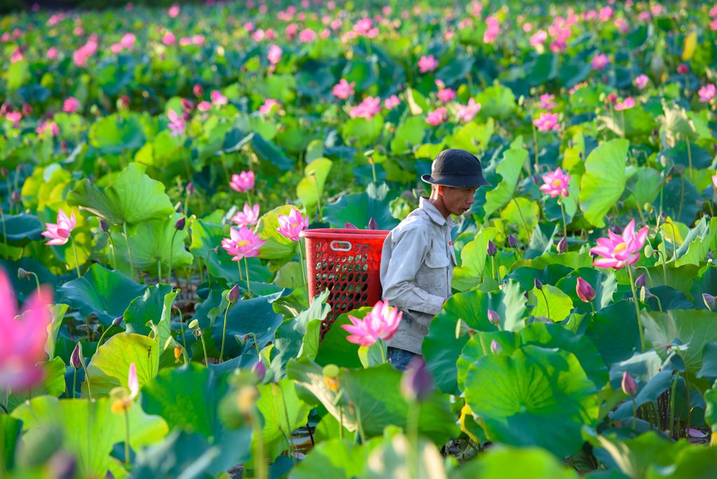 Trà Lý nô nức mùa sen nở  - Ảnh 9.