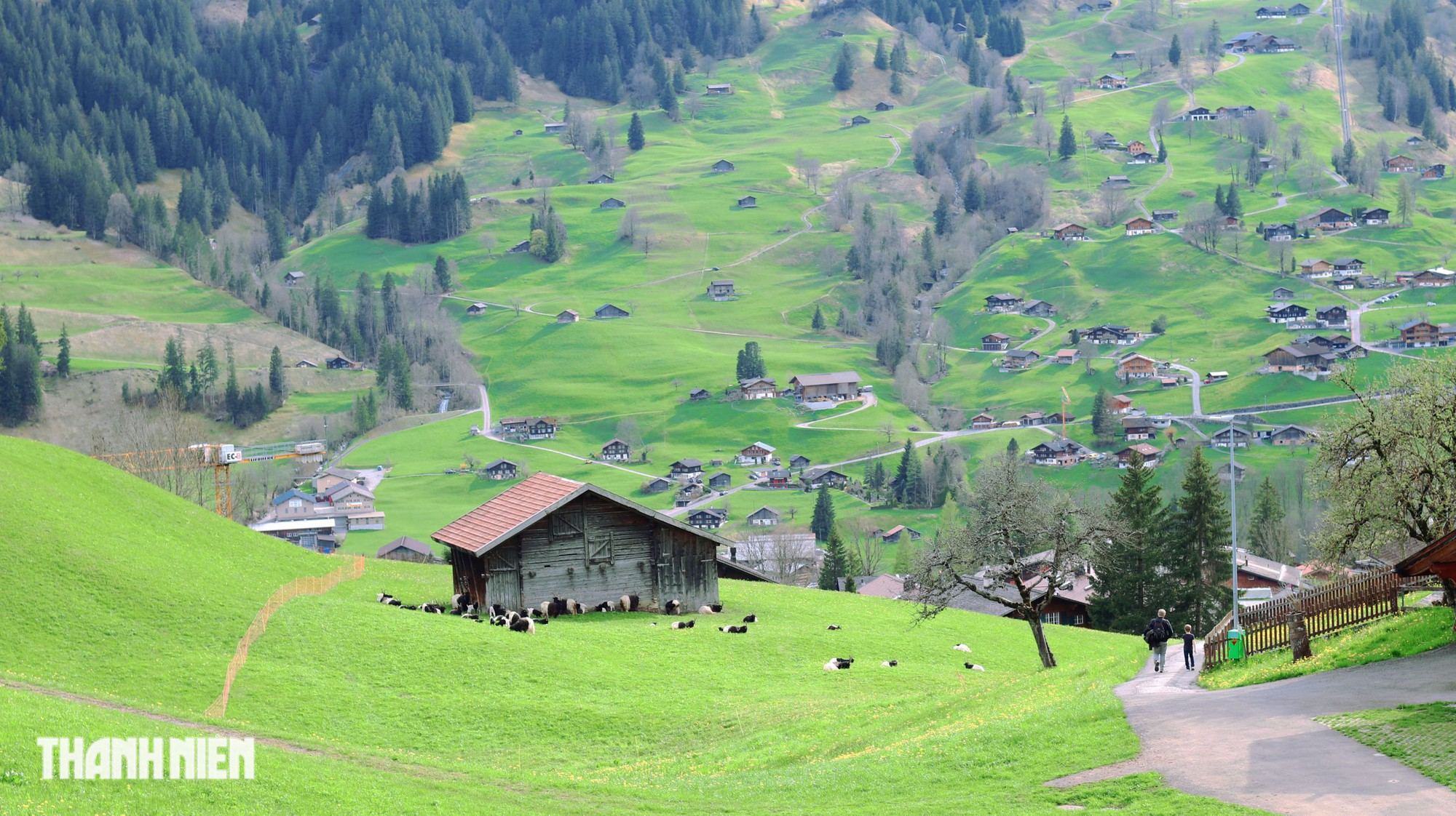 Thụy Sĩ mùa hoa vàng tuyết tan - Ảnh 2.