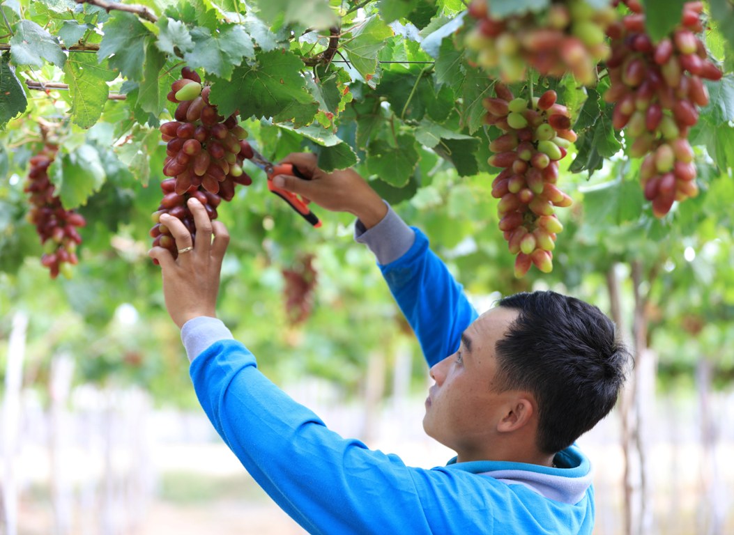 Ninh Thuận: Mời du khách làm giám khảo bình chọn cuộc thi Giàn nho đẹp - Ảnh 4.