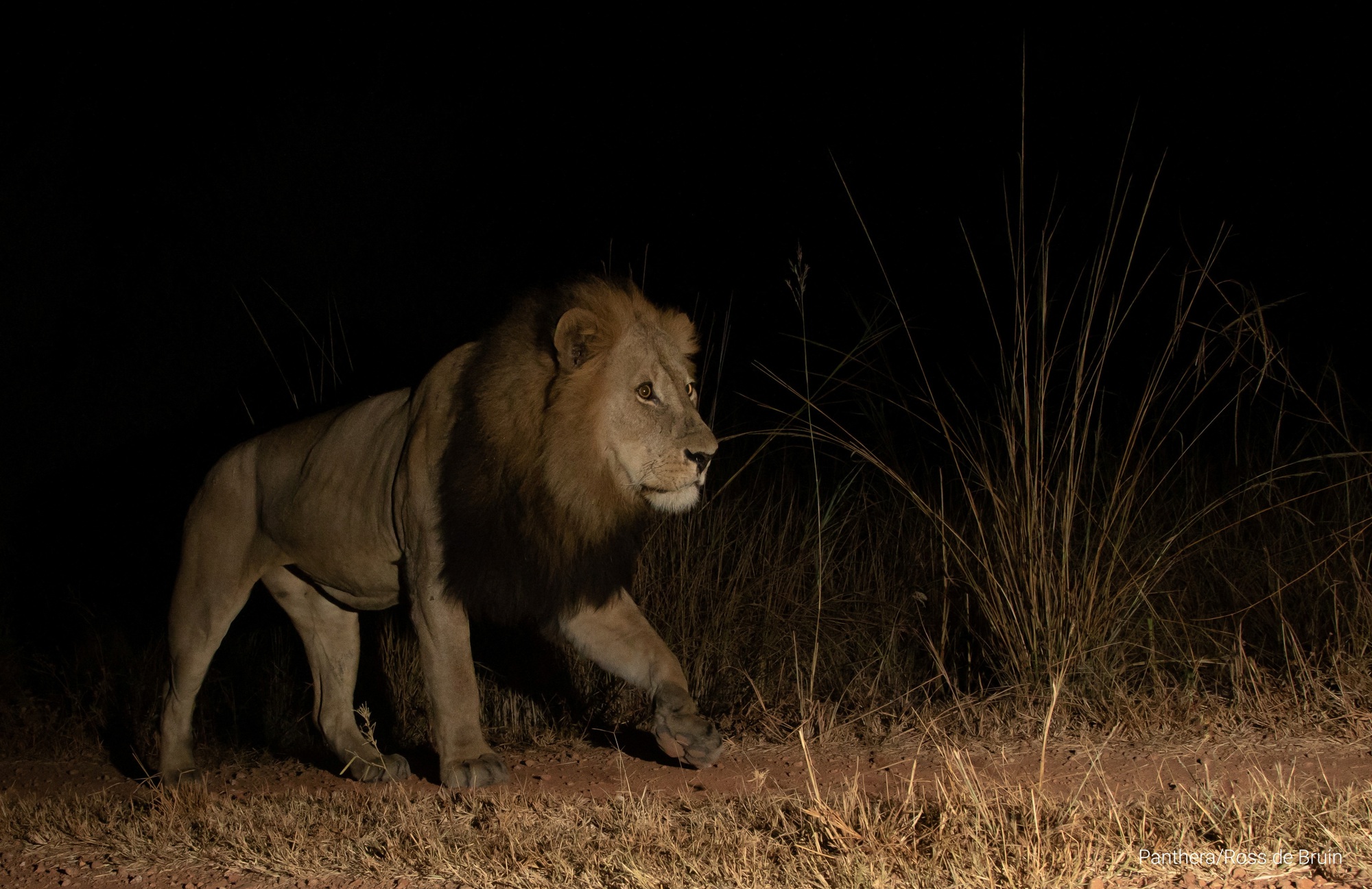 Kền kền giúp theo dõi săn trộm tại công viên ở Zambia - Ảnh 1.