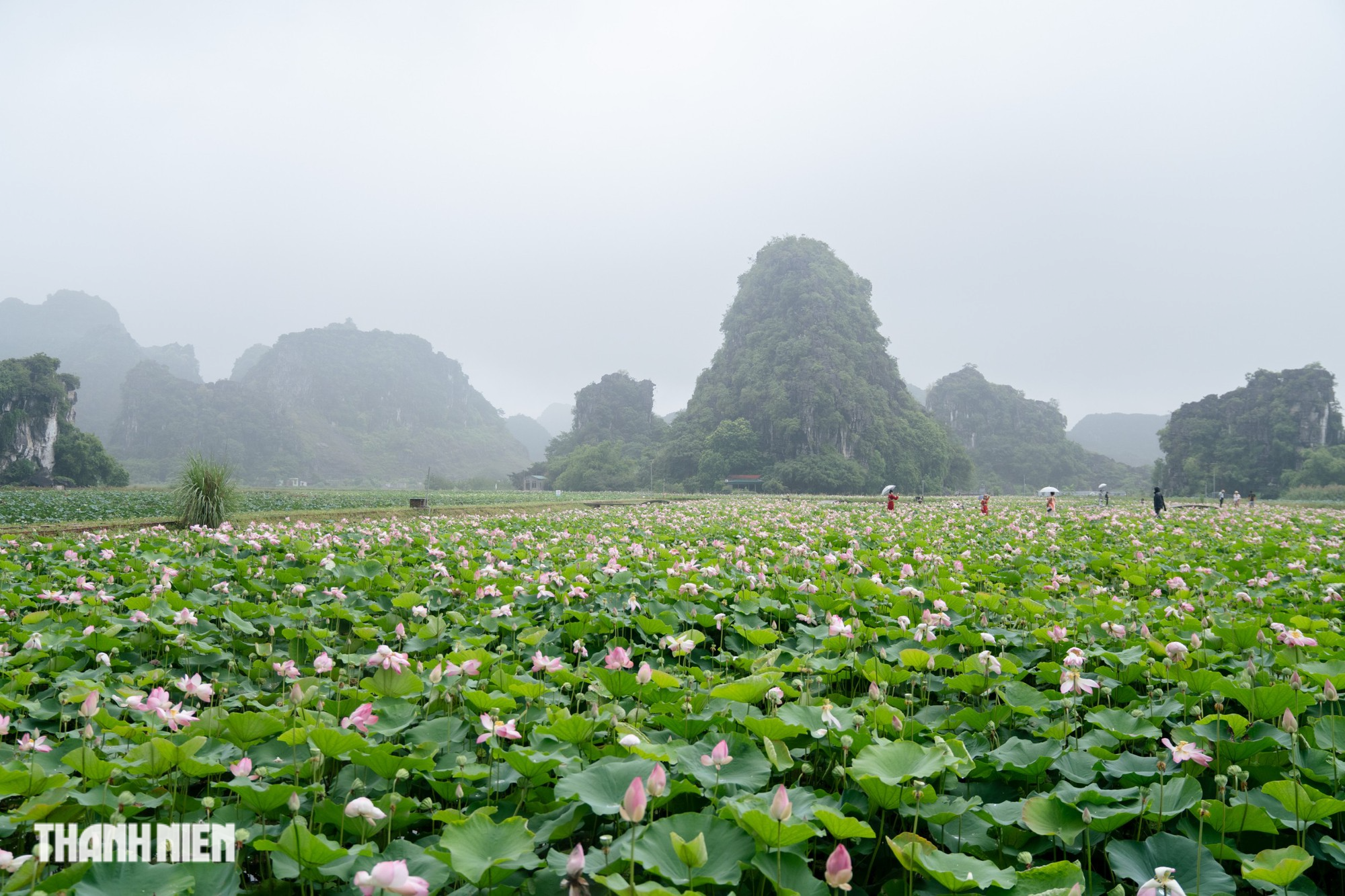 Mùa sen đẹp nhất cố đô - Ảnh 1.