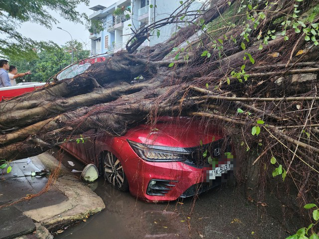 TP.HCM mưa giông, phòng chống cây xanh ngã đổ ở các trường học - Ảnh 2.