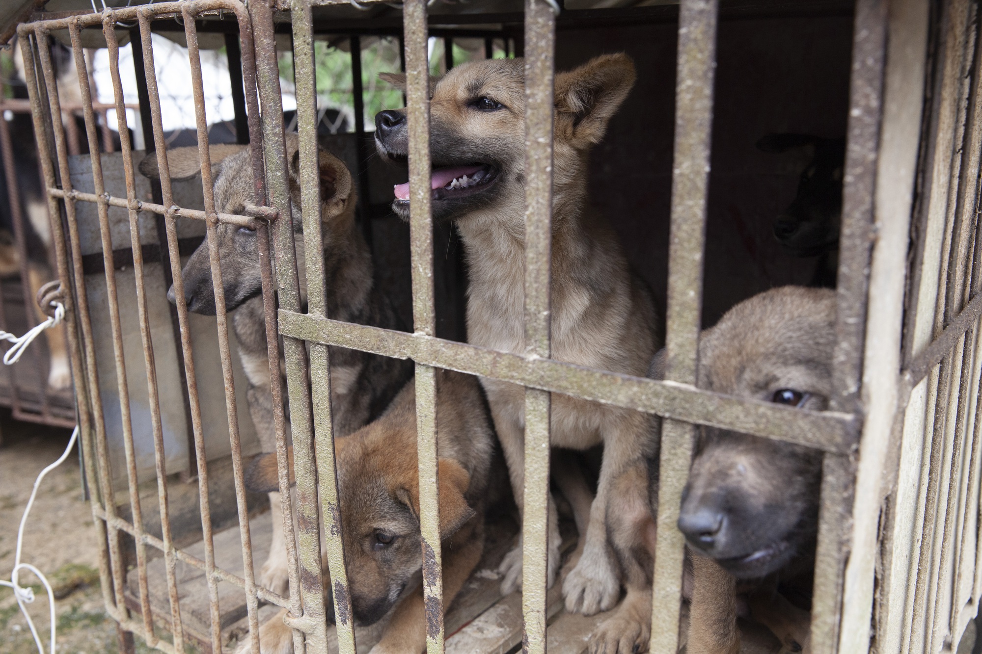 Trang trại thịt chó hữu cơ gây tranh cãi vì đăng ảnh thành phẩm bên  những chú cún dễ thương