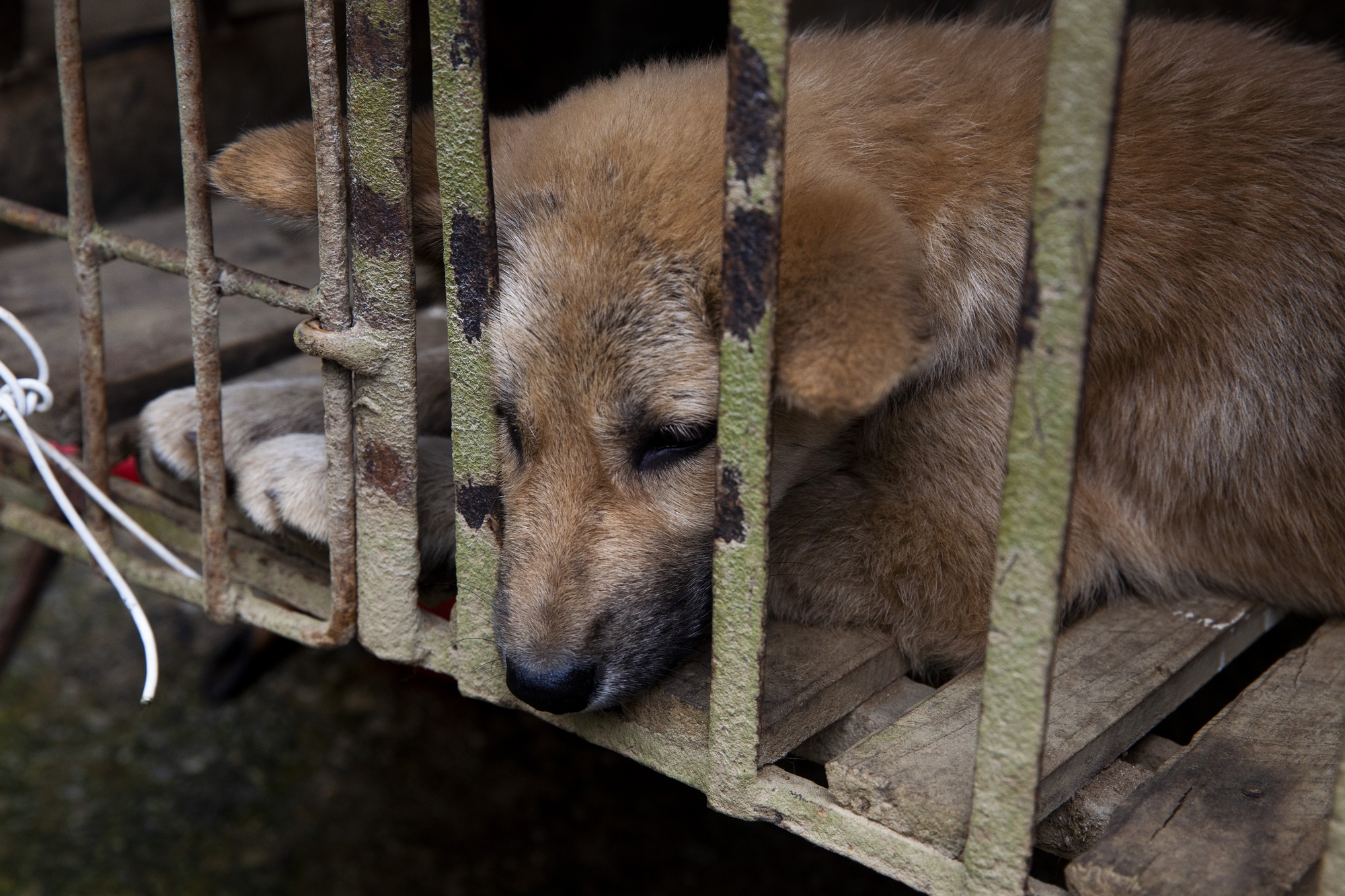 Làm gì để giải cứu hàng triệu con chó khỏi lò mổ quán thịt chó ở Việt Nam