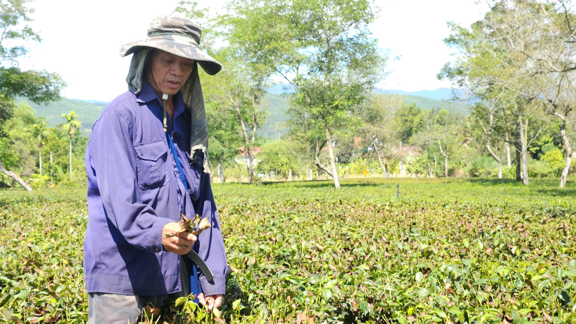 Nông dân vùng 'chảo lửa' Hà Tĩnh tìm cách chống hạn cho cây chè - Ảnh 7.