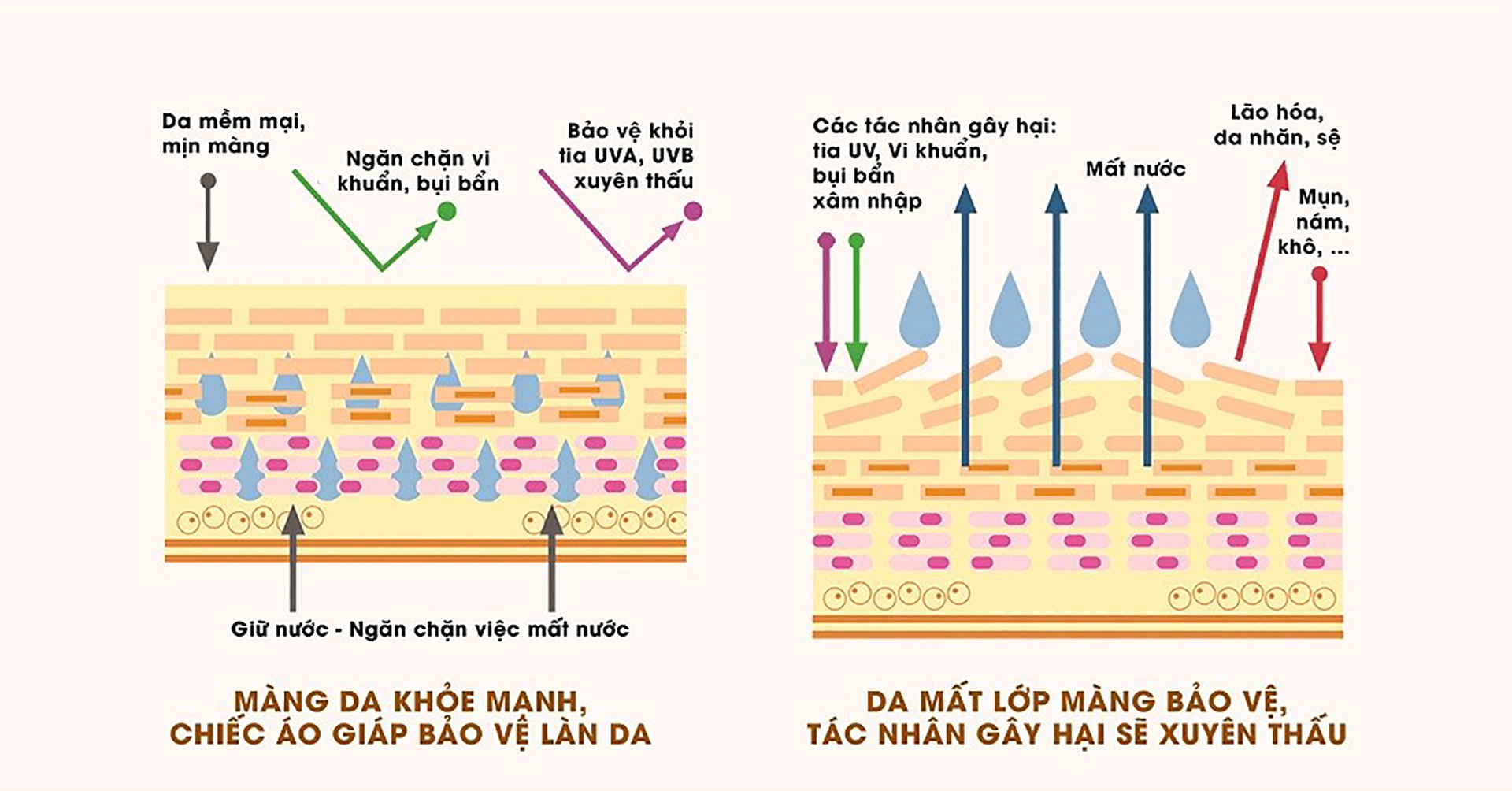 Vì sao hàng rào bảo vệ da quan trọng với làn da?