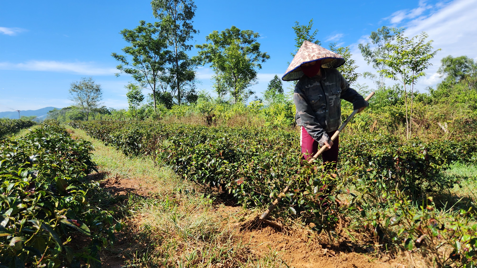 Nông dân vùng 'chảo lửa' Hà Tĩnh tìm cách chống hạn cho cây chè - Ảnh 6.