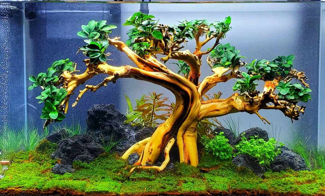 Kiếm thêm hàng chục triệu đồng mỗi tháng với cây ráy