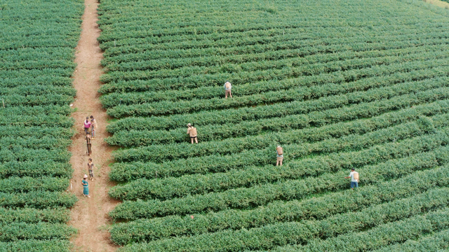 Vẻ đẹp nguyên sơ của Bảo Lâm – vùng nguyên liệu trà lớn tại Việt Nam - Ảnh 1.