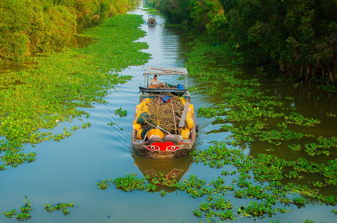 Vận chuyển mai vàng.jpg