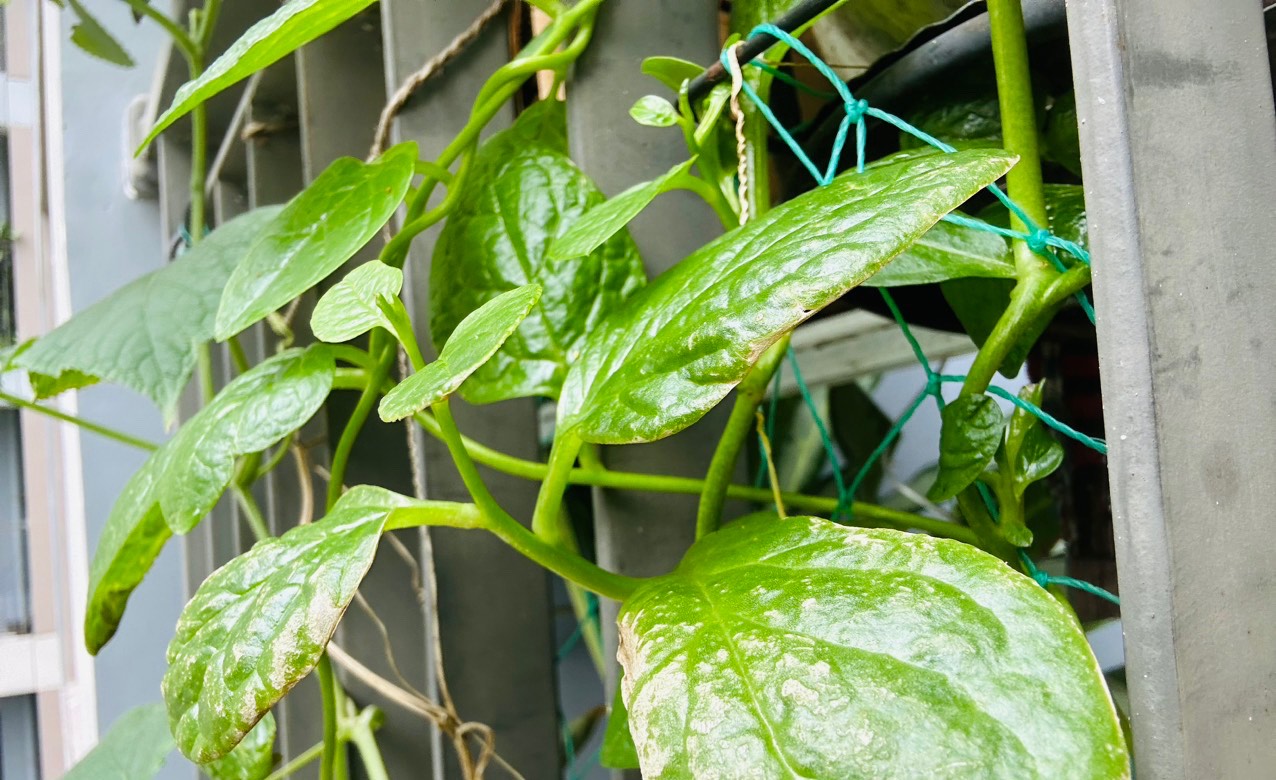 Món ngon vị thuốc: Rau mồng tơi thanh nhiệt, giải độc