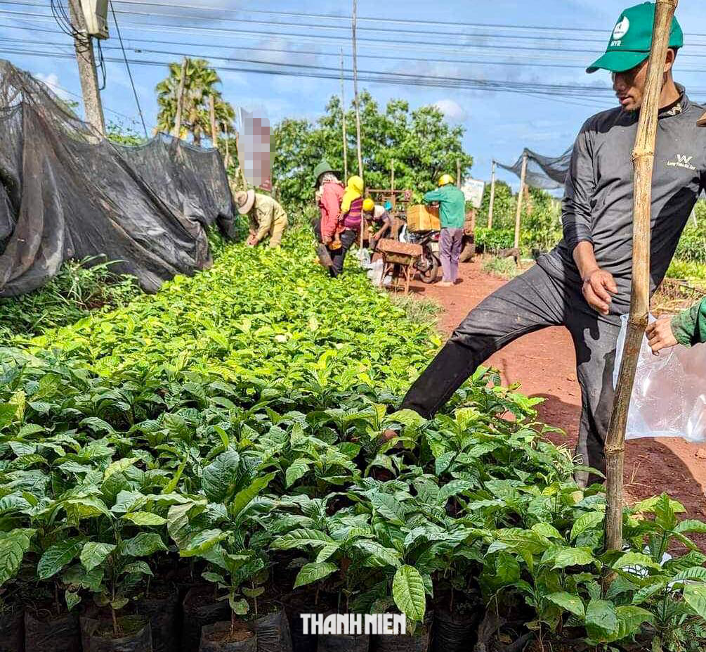 ‘Loạn’ giá cà phê giống ở Tây nguyên nhưng nhiều nhà vườn không còn cây để bán - Ảnh 1.