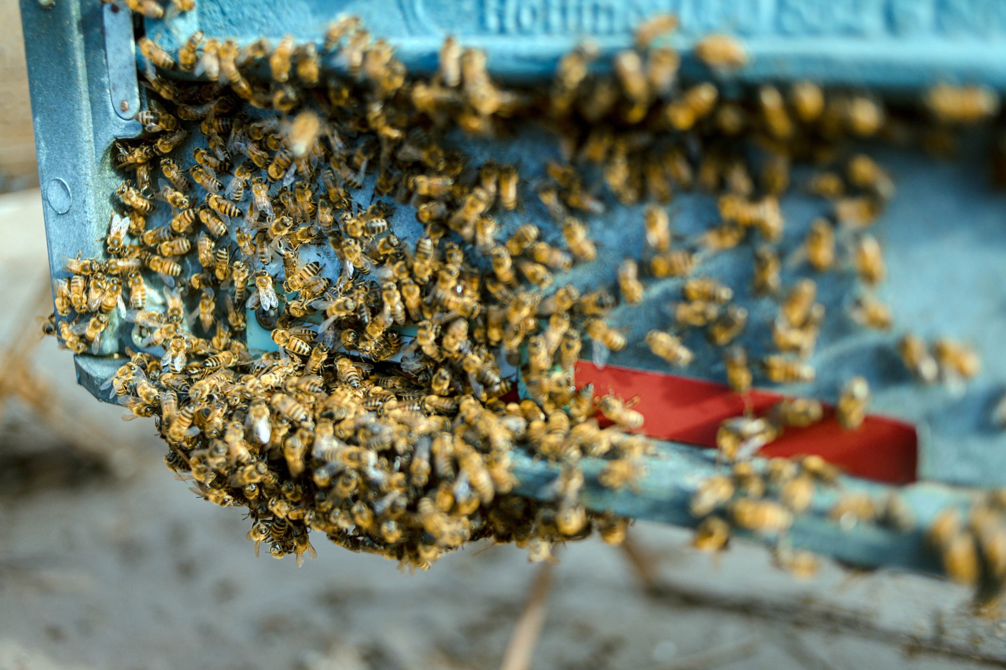 Người dân sống khỏe nhờ mật ong sú vẹt ở vườn quốc gia Xuân Thủy - Ảnh 3.