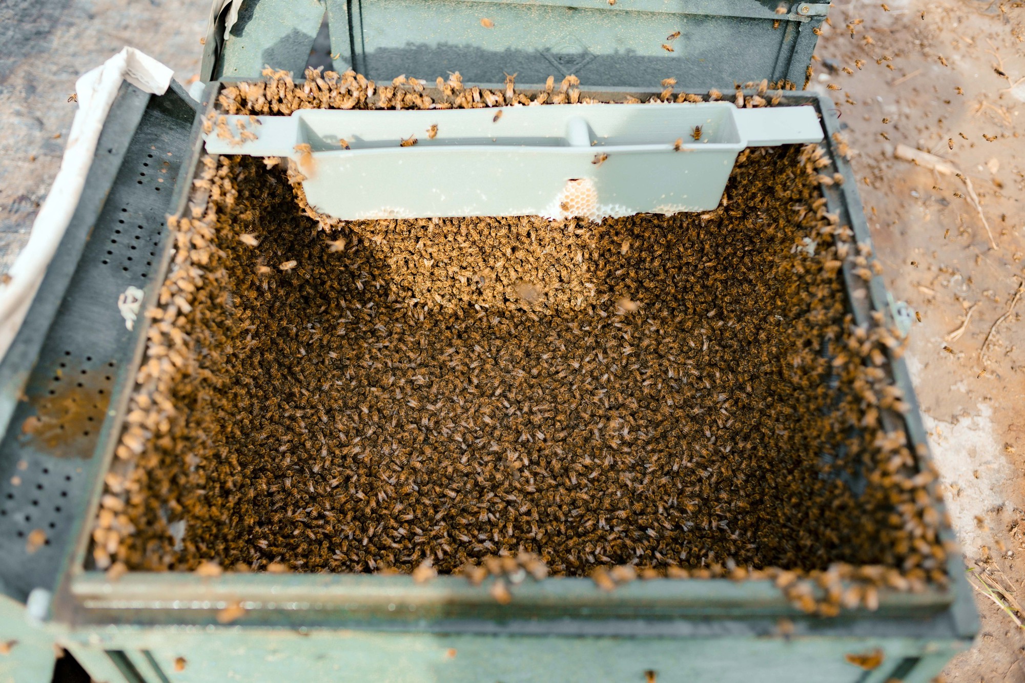 Người dân sống khỏe nhờ mật ong sú vẹt ở vườn quốc gia Xuân Thủy - Ảnh 2.