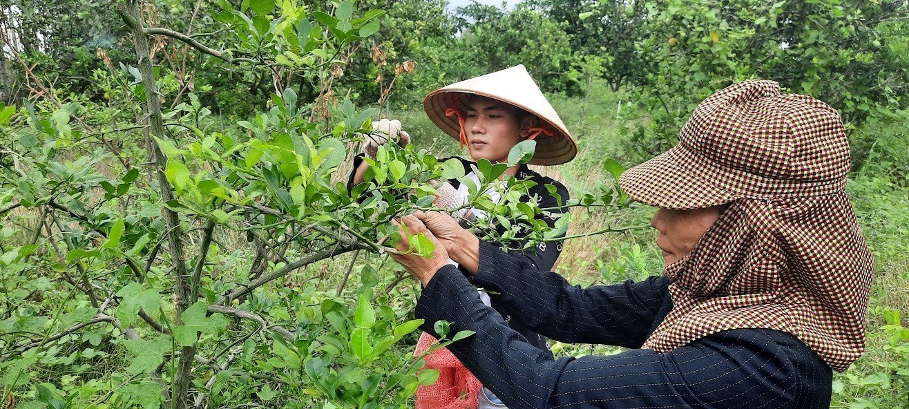 Mô hình trồng chanh không hạt tiết kiệm điện nước của ông Nguyễn Văn Hiện