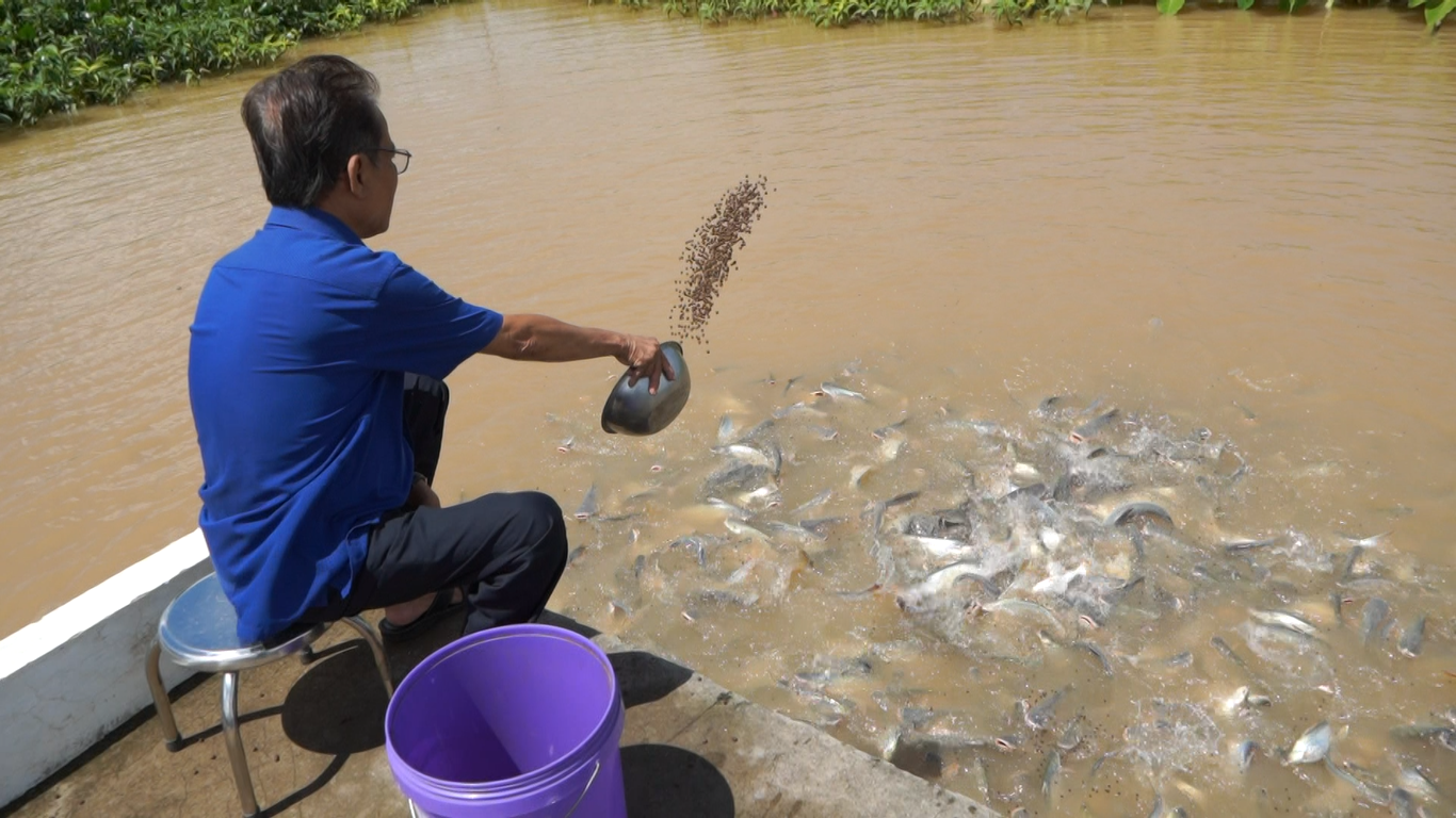 Bỏ tiền túi nuôi đàn cá hoang đến xin ‘ăn nhờ, ở đậu’ ở miền Tây - Ảnh 1.