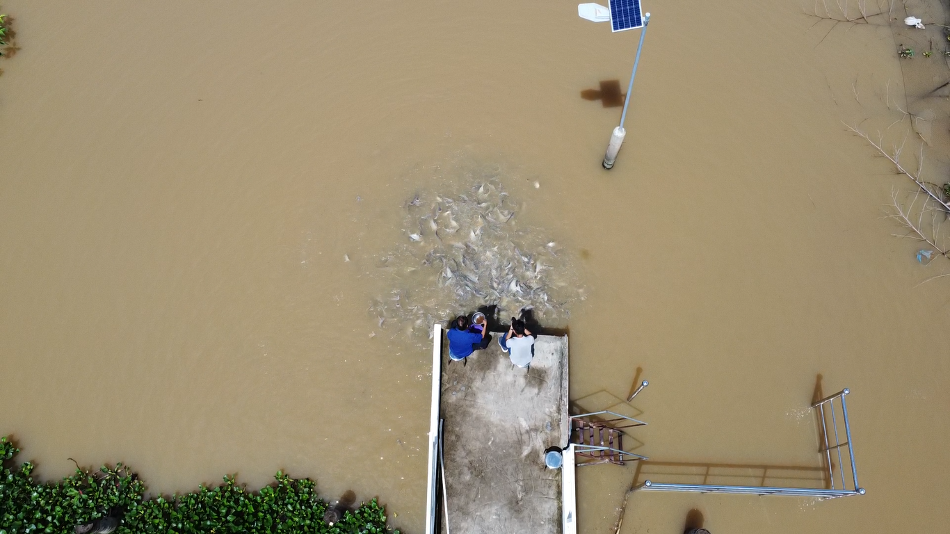 Bỏ tiền túi nuôi đàn cá hoang đến xin ‘ăn nhờ, ở đậu’ ở miền Tây - Ảnh 2.