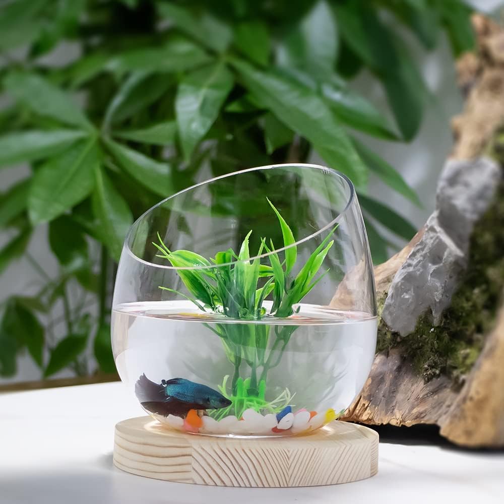 Bể cá mini từ ly, bát thủy tinh - hồ nước nhỏ trong không gian sống