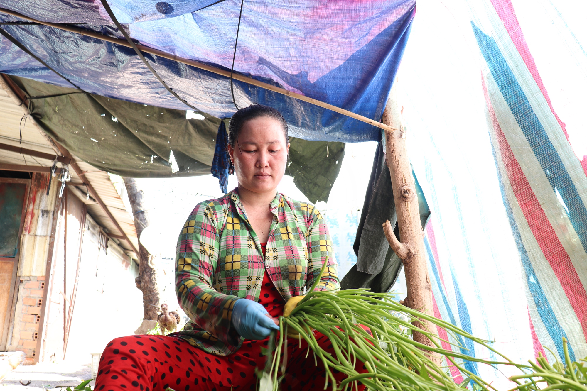 Xóm nghèo nhặt rau muống thuê: vừa chăm con vừa nhặt rau, ngủ gục như cơm bữa  - Ảnh 1.