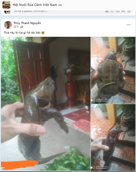 Quảng Ninh: Khởi tố đối tượng rao bán cá thể rùa đầu to trên Facebook  - Ảnh 2.