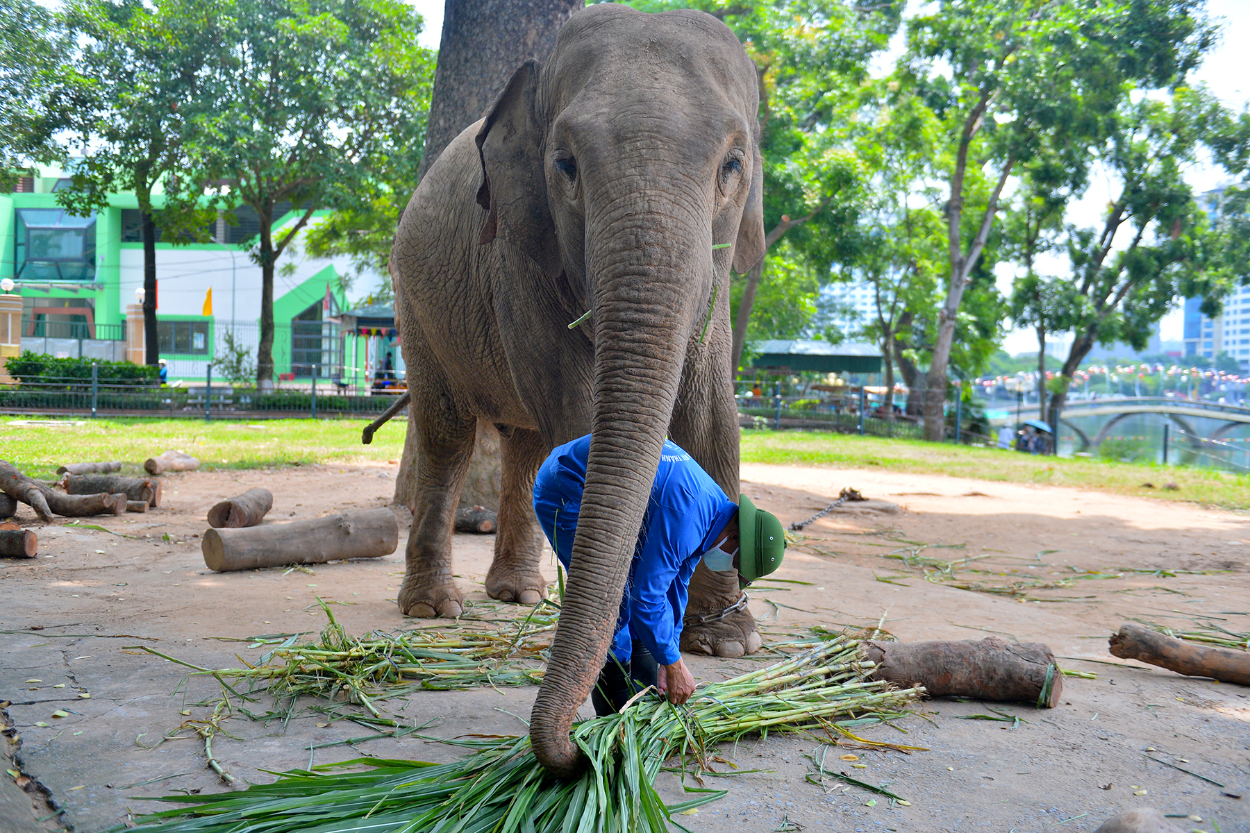 Quản tượng 24 năm tại vườn thú Hà Nội: 'Chúng tôi coi voi như con của mình' - Ảnh 2.
