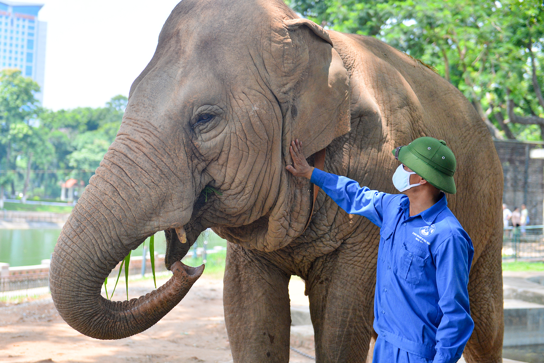 Quản tượng 24 năm tại vườn thú Hà Nội: 'Chúng tôi coi voi như con của mình' - Ảnh 3.