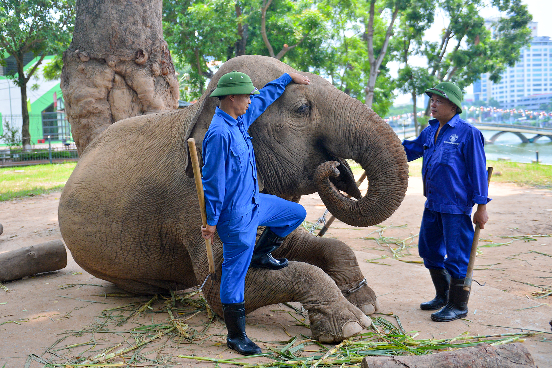 Quản tượng 24 năm tại vườn thú Hà Nội: 'Chúng tôi coi voi như con của mình' - Ảnh 5.