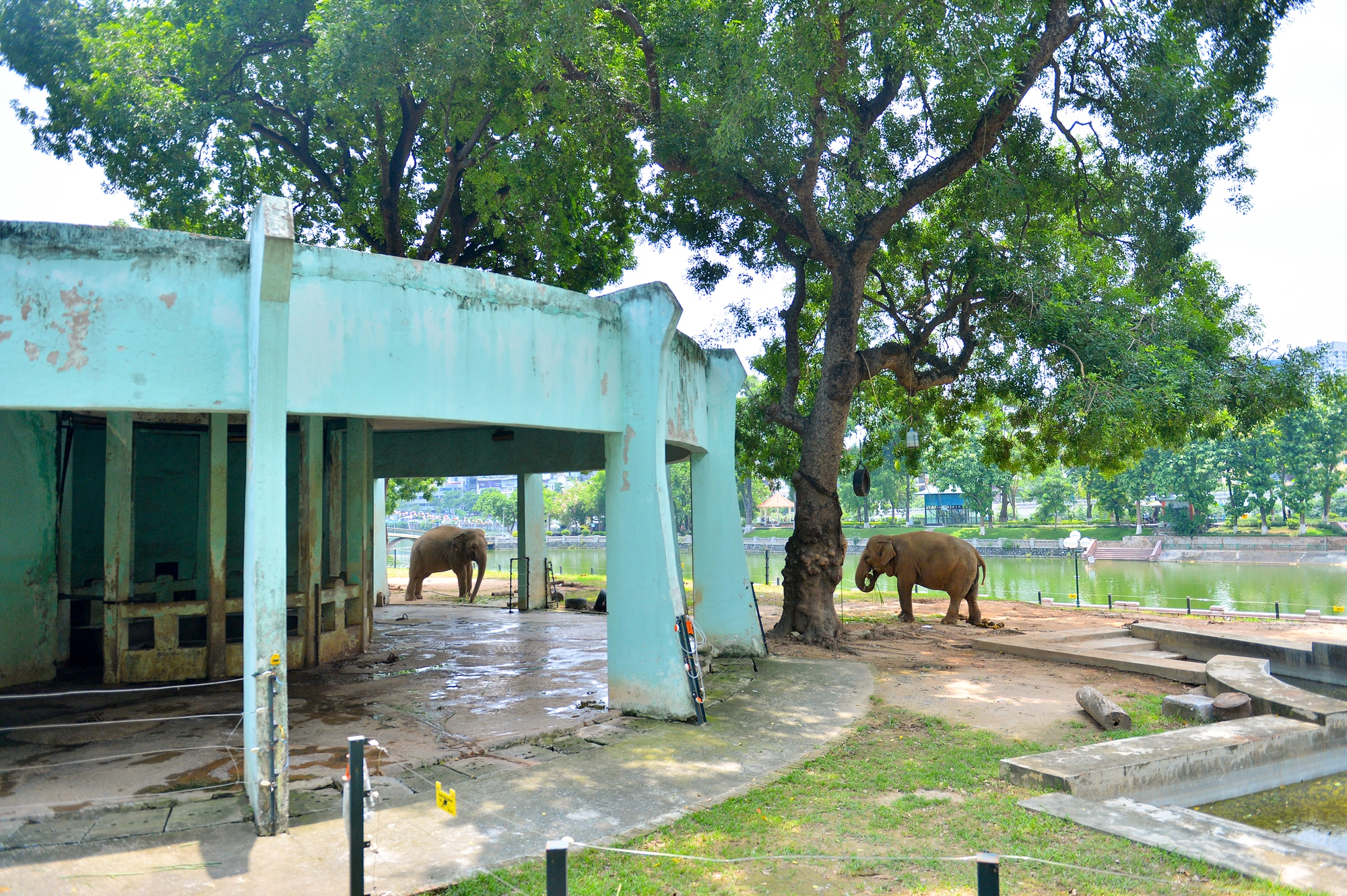 Quản tượng 24 năm tại vườn thú Hà Nội: 'Chúng tôi coi voi như con của mình' - Ảnh 1.