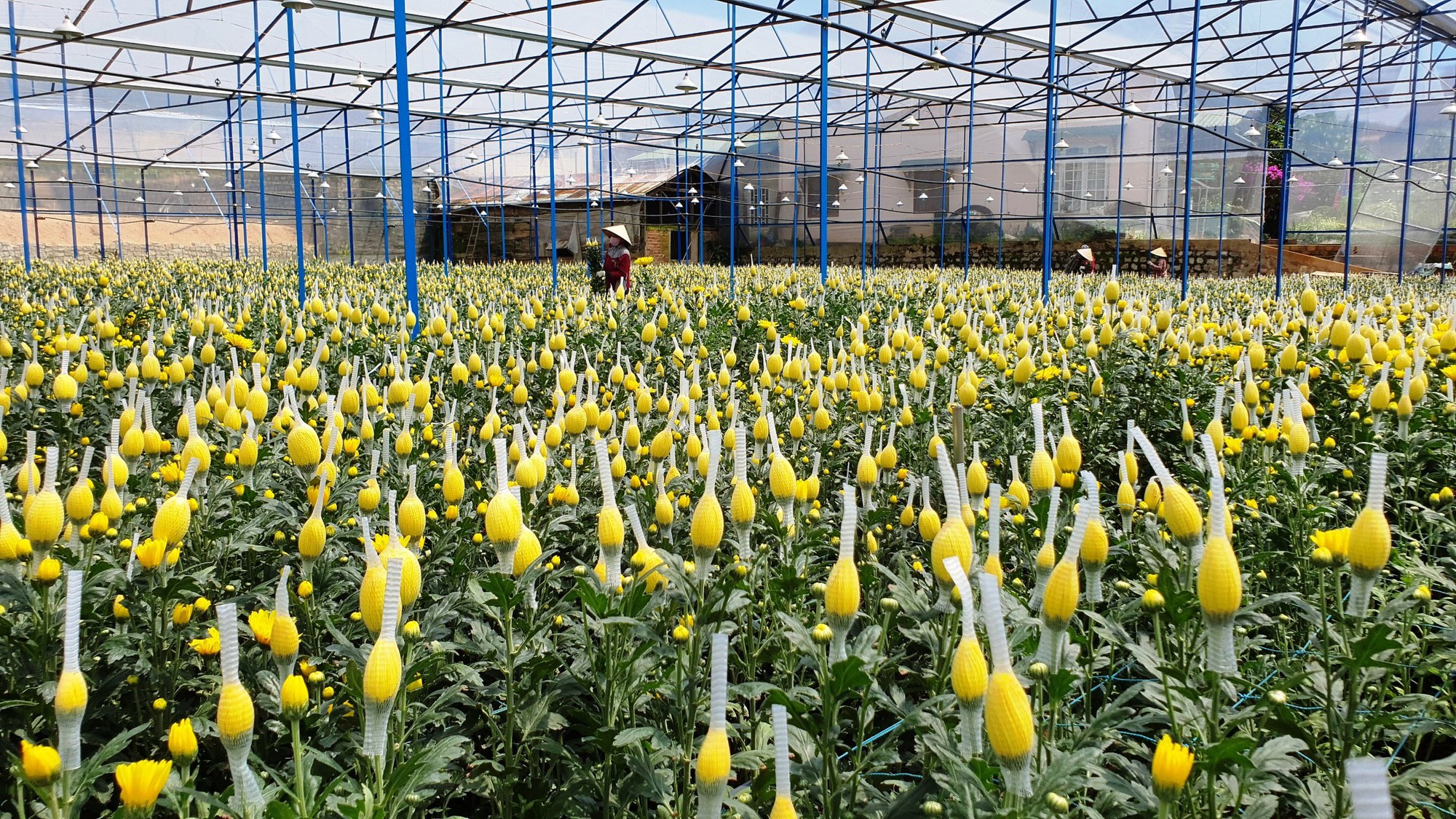 Quy định mới về điều kiện tách thửa, hợp thửa đất ở Lâm Đồng - Ảnh 5. Quy định mới về điều kiện tách thửa, hợp thửa đất ở Lâm Đồng - Ảnh 5.
