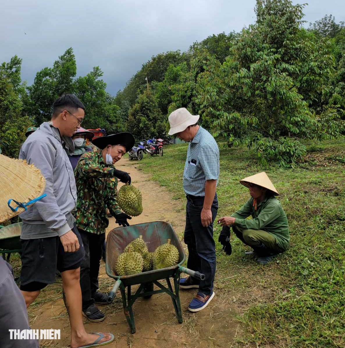 Theo bầu Đức đi thu hoạch sầu riêng - Ảnh 4.