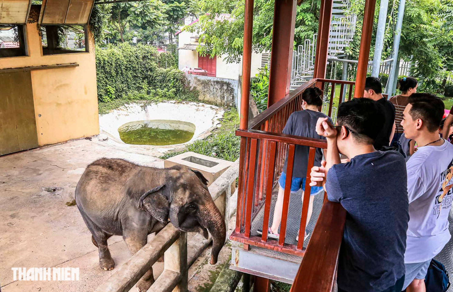 Hà Nội: Xót xa con voi ở Thiên Đường Bảo Sơn 'sống khổ' vì xiềng xích - Ảnh 2.