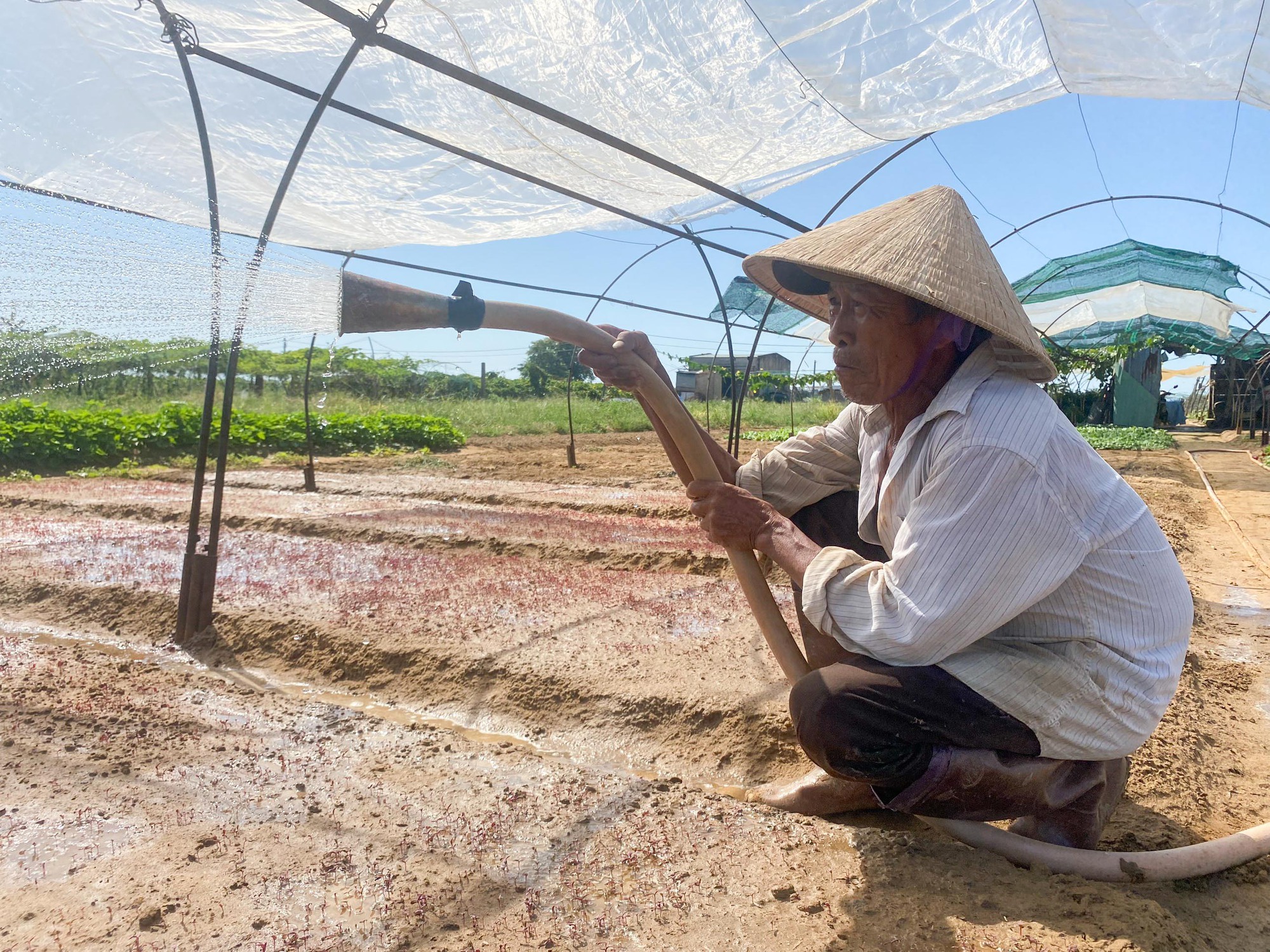 Đà Nẵng: Nông dân làng rau La Hường 'than trời' vì nước nhiễm mặn - Ảnh 5.