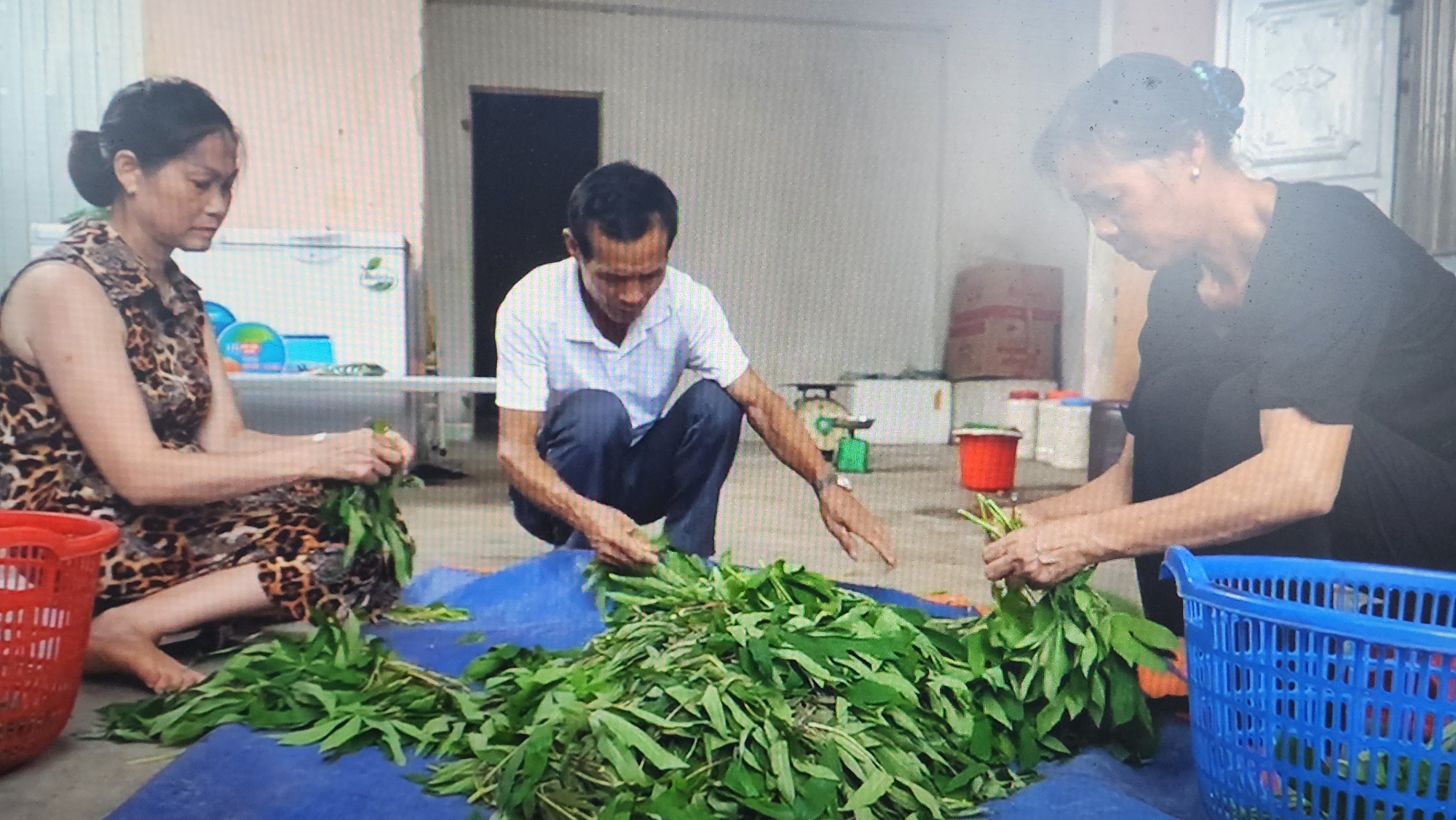 Khôi phục cây sắn nếp bản địa bằng cách nâng tầm món rau sắn muối chua  - Ảnh 5.