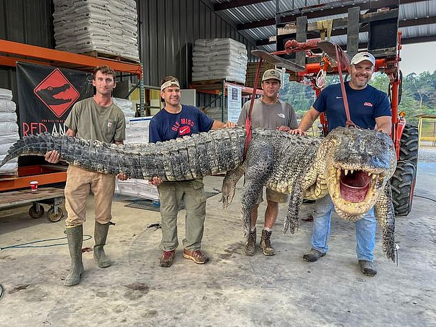 Thợ săn bắt được cá sấu 'quái vật' tại Mississippi - Ảnh 1.