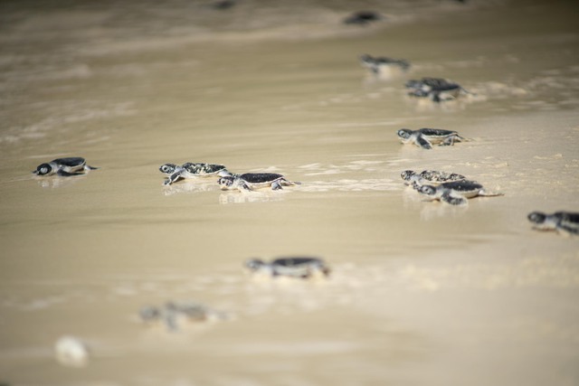 Chạy bộ vì rùa biển 2023 ở Côn Đảo: Khi du lịch kết hợp với thể thao - Ảnh 2.