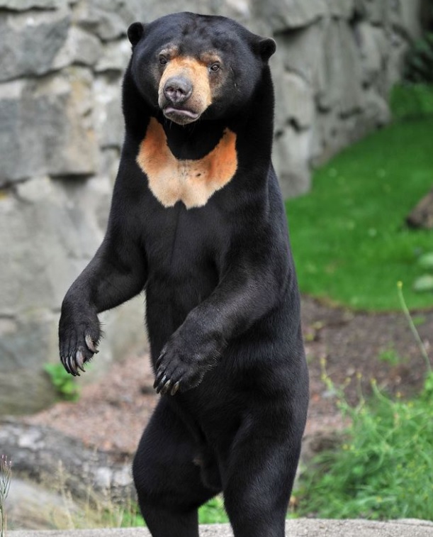 Diễn biến mới vụ sở thú Trung Quốc bác tin đồn cho người đóng giả gấu chó - Ảnh 3.