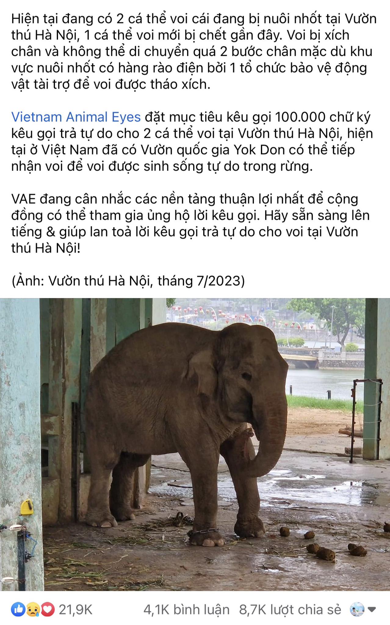 Vì sao 2 con voi ở vườn thú Hà Nội bị xích chân, gầy đi trông thấy? - Ảnh 1.