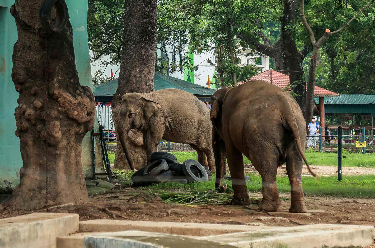 Vì sao 2 con voi ở vườn thú Hà Nội bị xích chân, gầy đi trông thấy? - Ảnh 2.