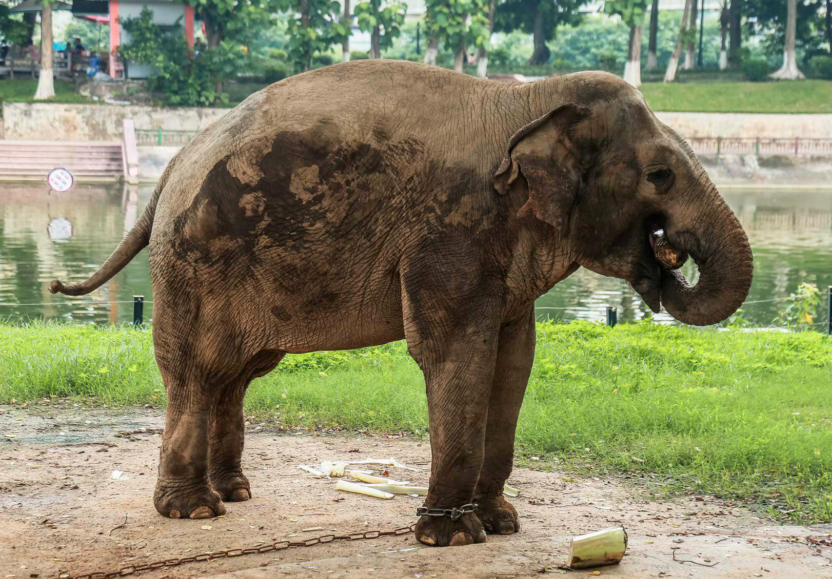 Vì sao 2 con voi ở vườn thú Hà Nội bị xích chân, gầy đi trông thấy? - Ảnh 4.
