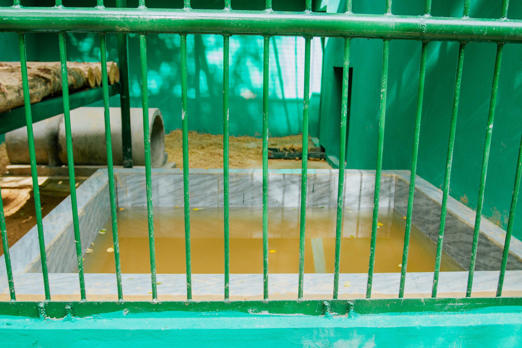 Nơi ở mới của 7 con hổ ở Phong Nha, được tắm 'hồ bơi', nằm sạp gỗ - Ảnh 7.